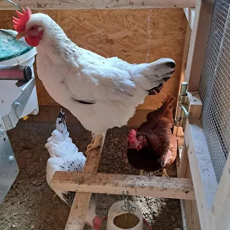 Ferien Im Gugger - Stockberg By Interhome Nesslau