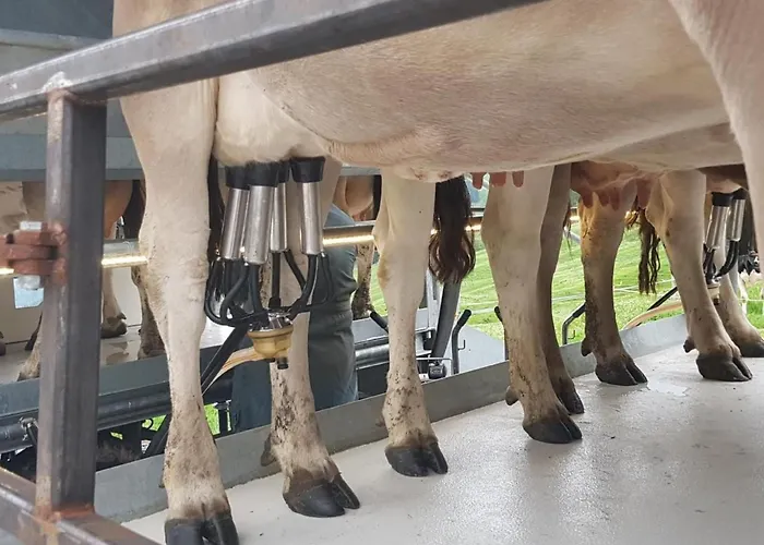 Ferien Im Gugger - Stockberg By Interhome 公寓