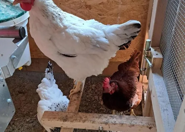 Ferien Im Gugger - Stockberg By Interhome Nesslau