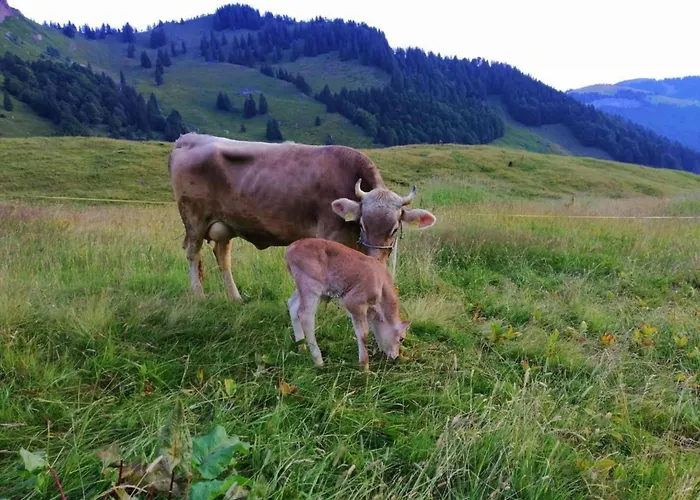 Ferien Im Gugger - Stockberg By Interhome *